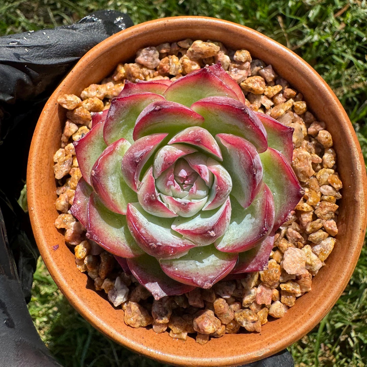 New succulents, Echeveria 'France Rose ', 2.1inches
