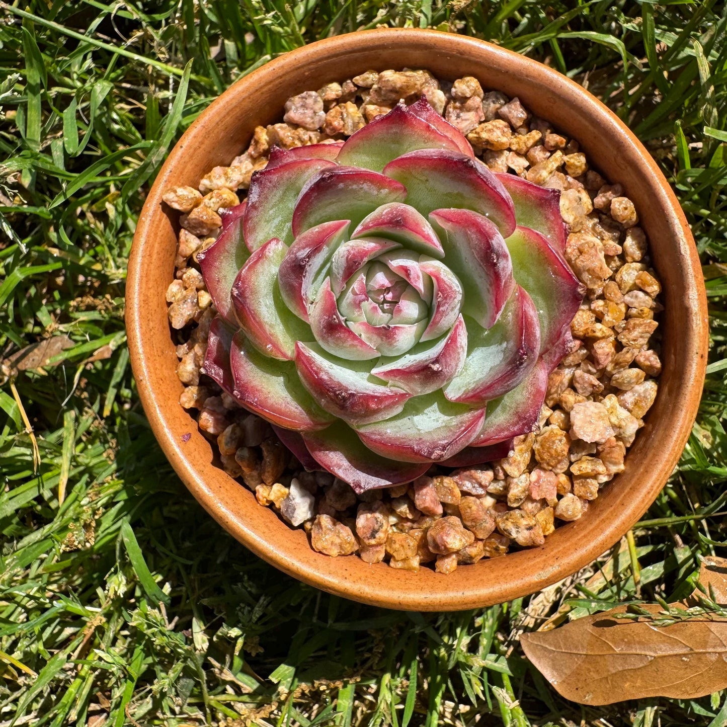 New succulents, Echeveria 'France Rose ', 2.1inches