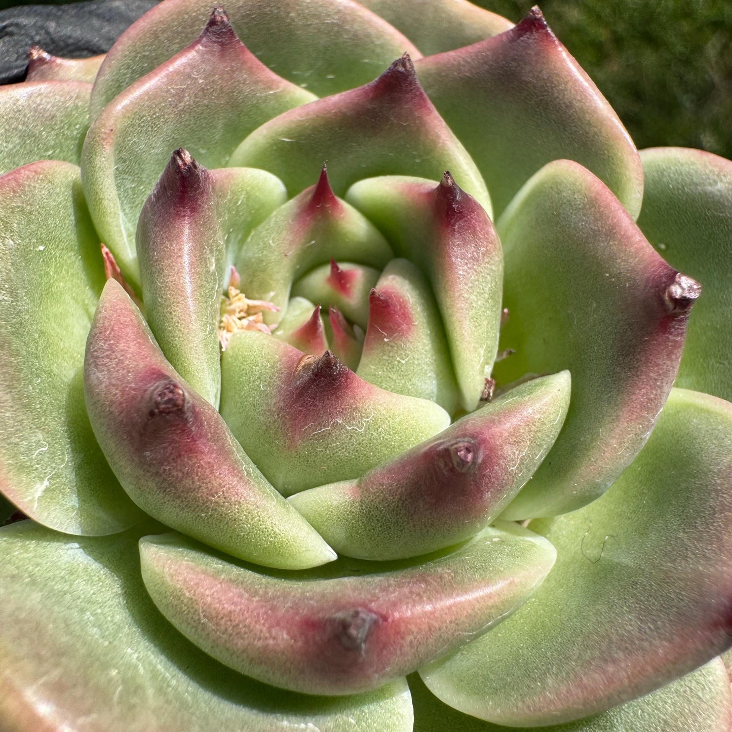 New succulents plants, Echeveria 'Blue Dragon hybrid ' , 1head with a baby, 2.7inches