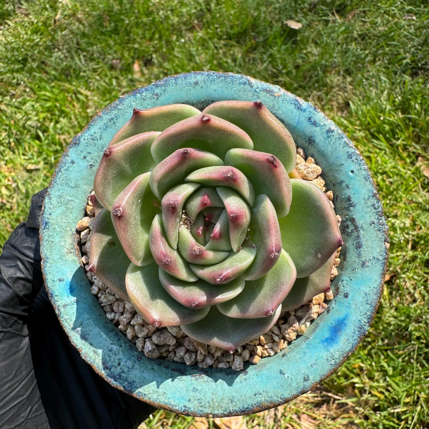 New succulents plants, Echeveria 'Blue Dragon hybrid ' , 1head with a baby, 2.7inches