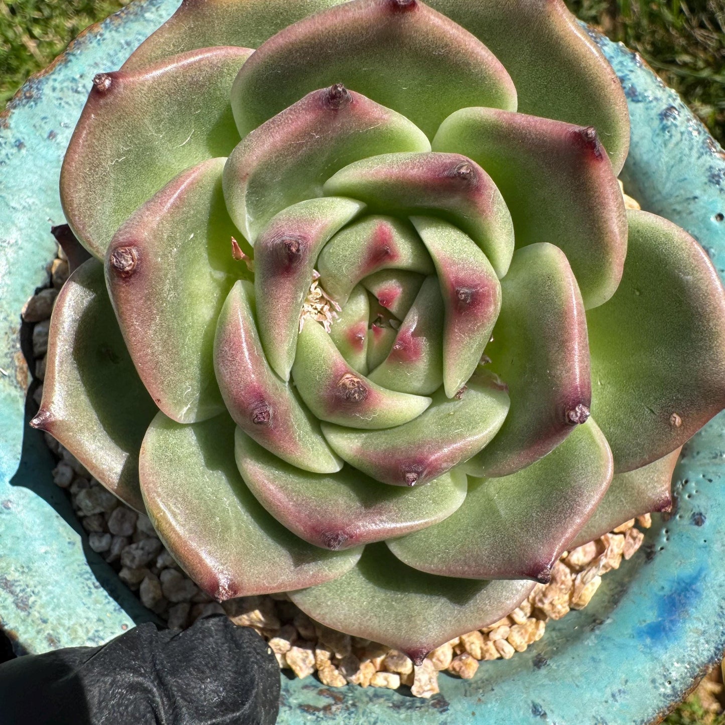 New succulents plants, Echeveria 'Blue Dragon hybrid ' , 1head with a baby, 2.7inches