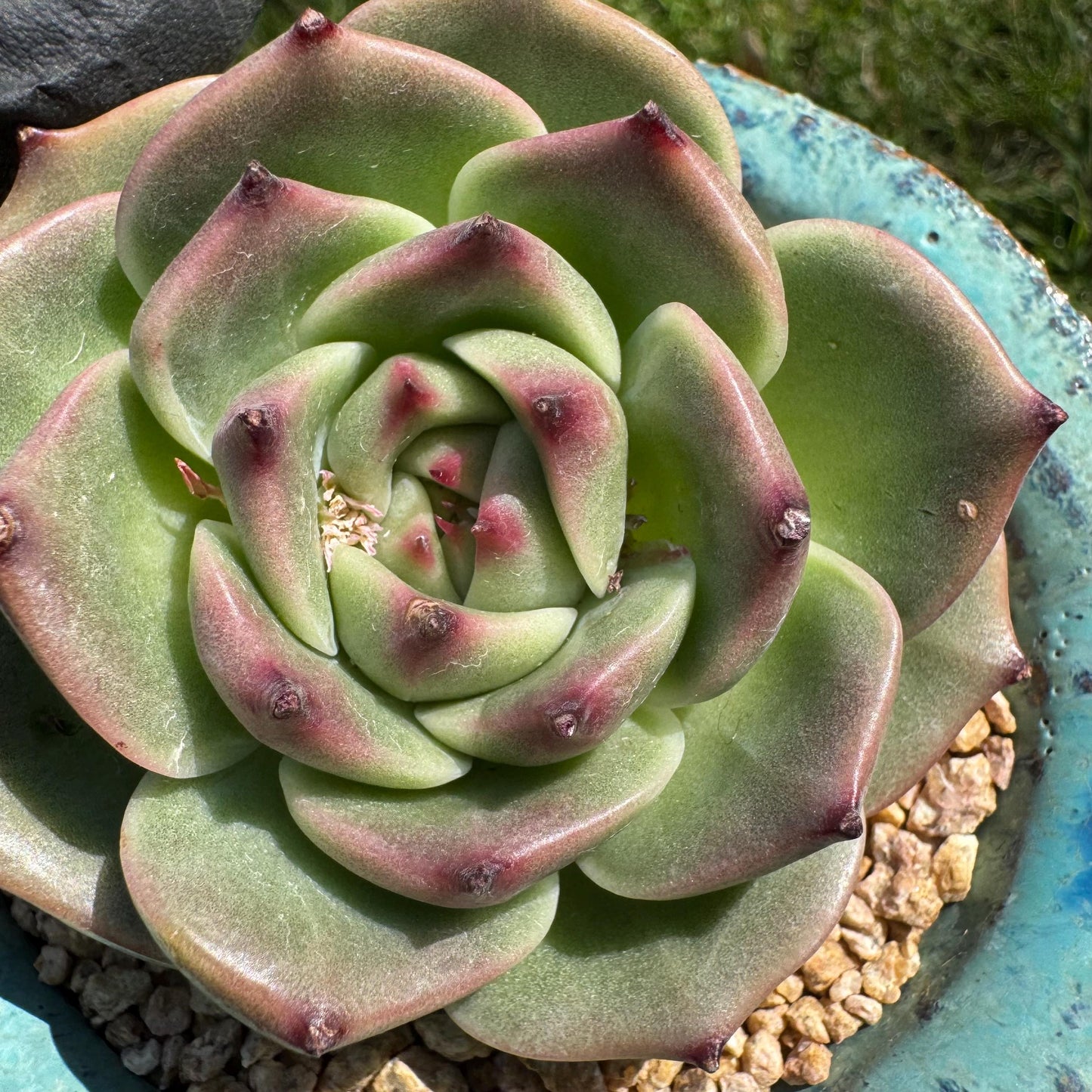 New succulents plants, Echeveria 'Blue Dragon hybrid ' , 1head with a baby, 2.7inches