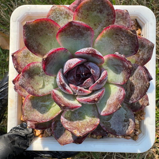 New rare succulents , Echeveri 'blueberry’ , 3.5inches