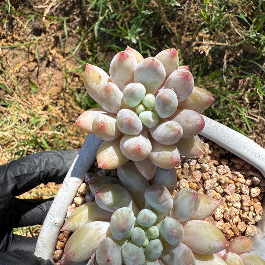 Rare succulents, Pachyveria' Angel's Finger' big cluster, 4.5inches