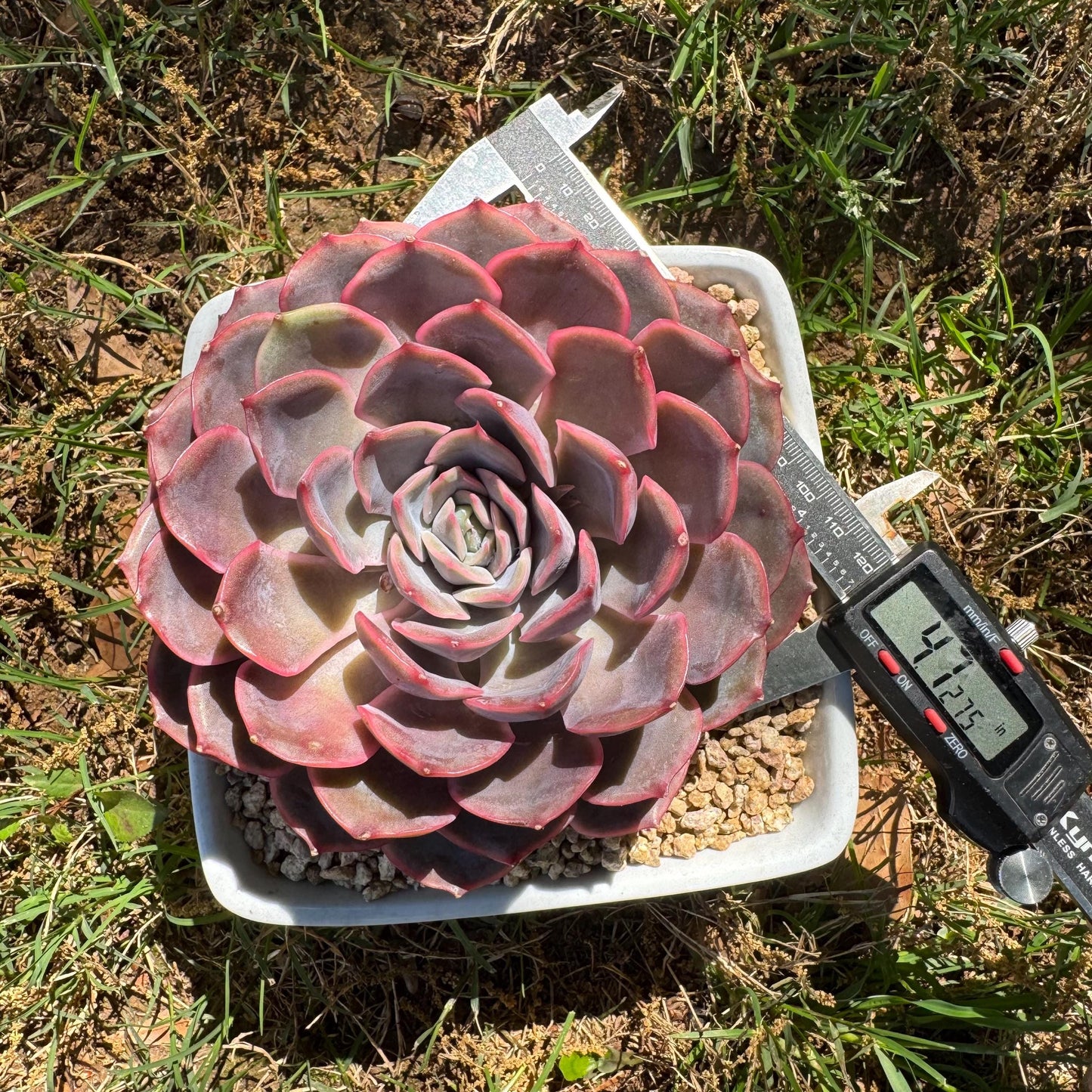 Succulents plants, Echeveria 'Dark ice ', 4.7inches