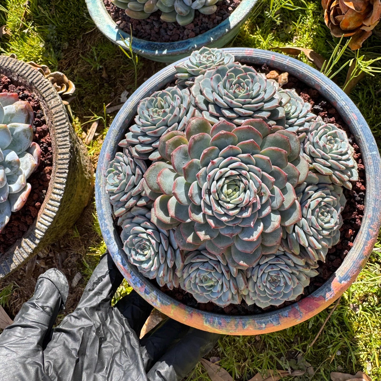 Echeveria 'Blue Minima' cluster, 5inches