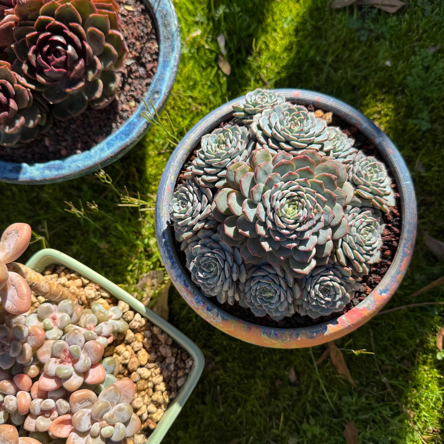 Echeveria 'Blue Minima' cluster, 5inches