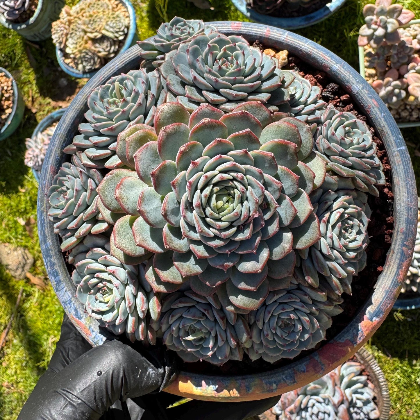 Echeveria 'Blue Minima' cluster, 5inches