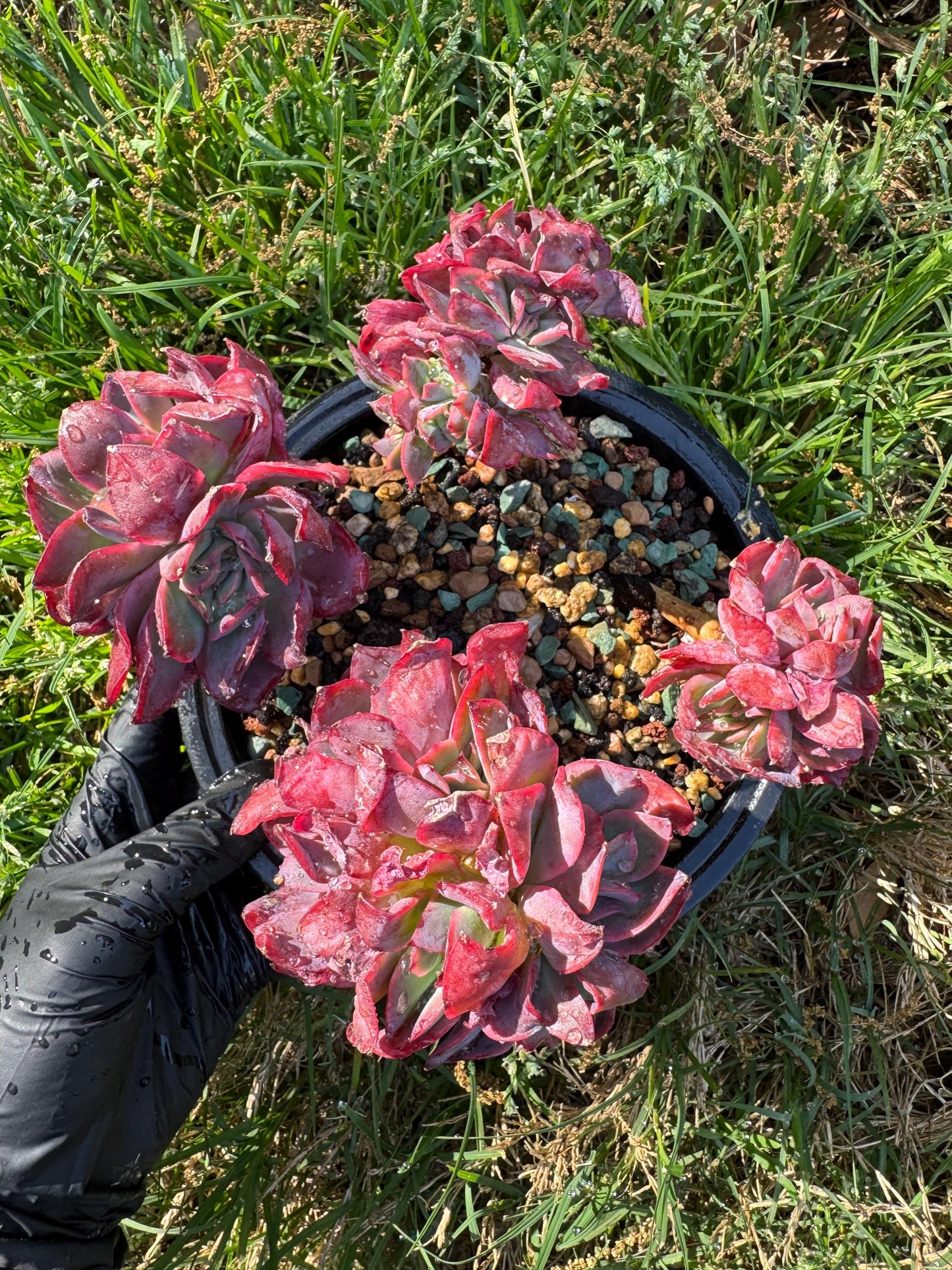 succulents plants, Echeveria 'Luella' cluster, 5inches
