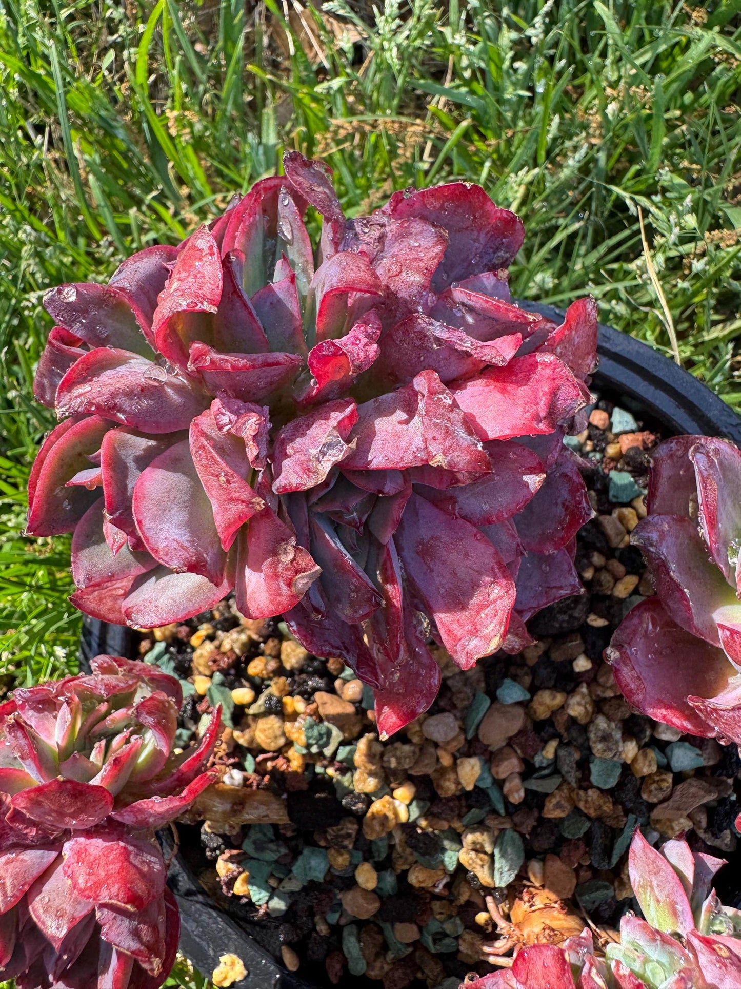succulents plants, Echeveria 'Luella' cluster, 5inches