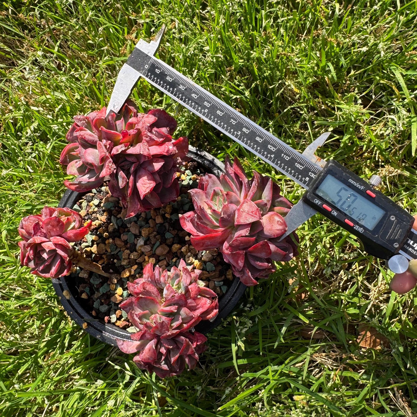 succulents plants, Echeveria 'Luella' cluster, 5inches