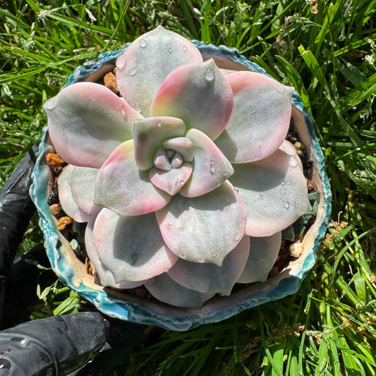 Rare succulents plants, Graptopetalum 'Purple Delight' Variegated, 3.4inches