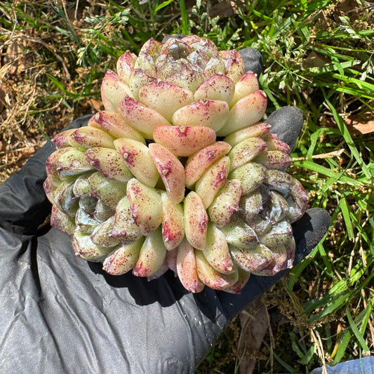 New rare succulents ,' White beach', 3heads, 2.9inches