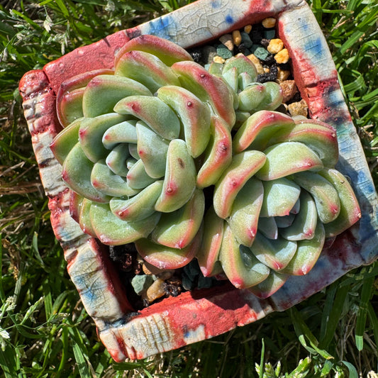 Rare succulents, Echeveria 'Strawberry Puff ', 3heads,  2.9inches