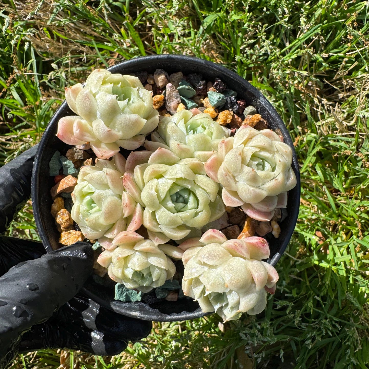 Rare succulents, Echeveria 'Rose Moon', 3.1 inches