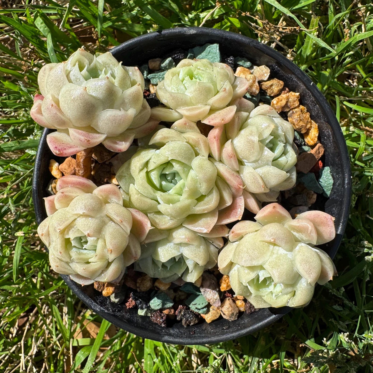 Rare succulents, Echeveria 'Rose Moon', 3.1 inches