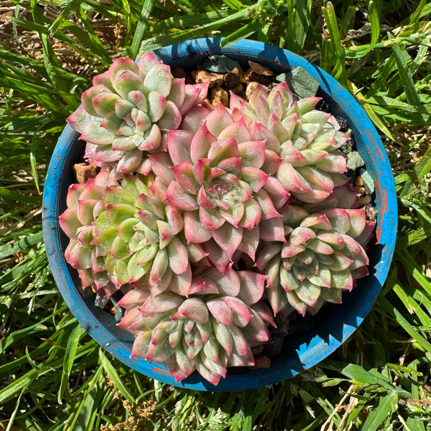 Rare succulents, Echeveria 'Mebina variegated' cluster, 2.4inches
