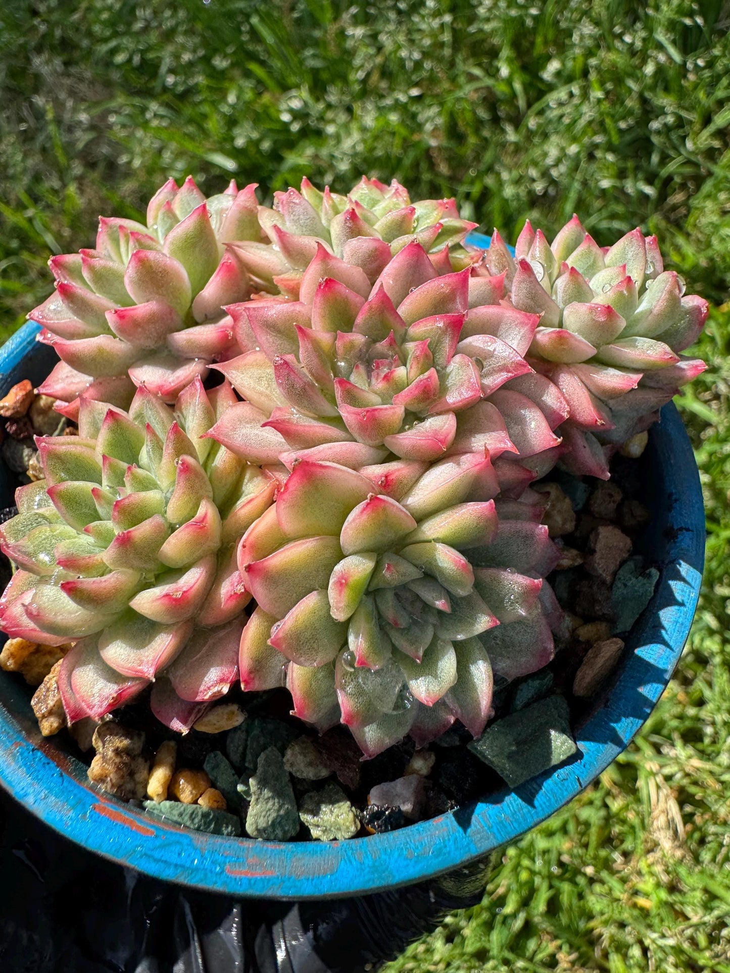 Rare succulents, Echeveria 'Mebina variegated' cluster, 2.4inches