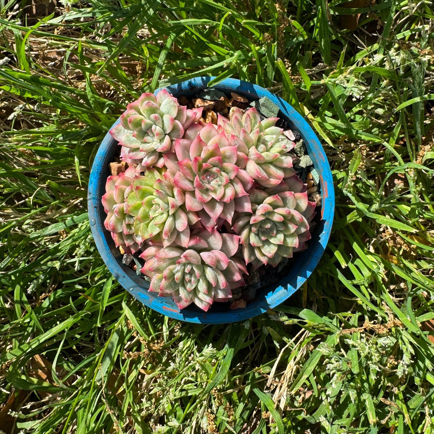Rare succulents, Echeveria 'Mebina variegated' cluster, 2.4inches