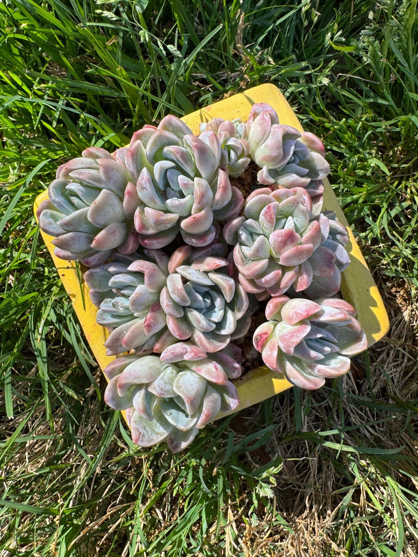 New succulents, Echeveria  'Elegans hybrid' cluster, 3.9inches