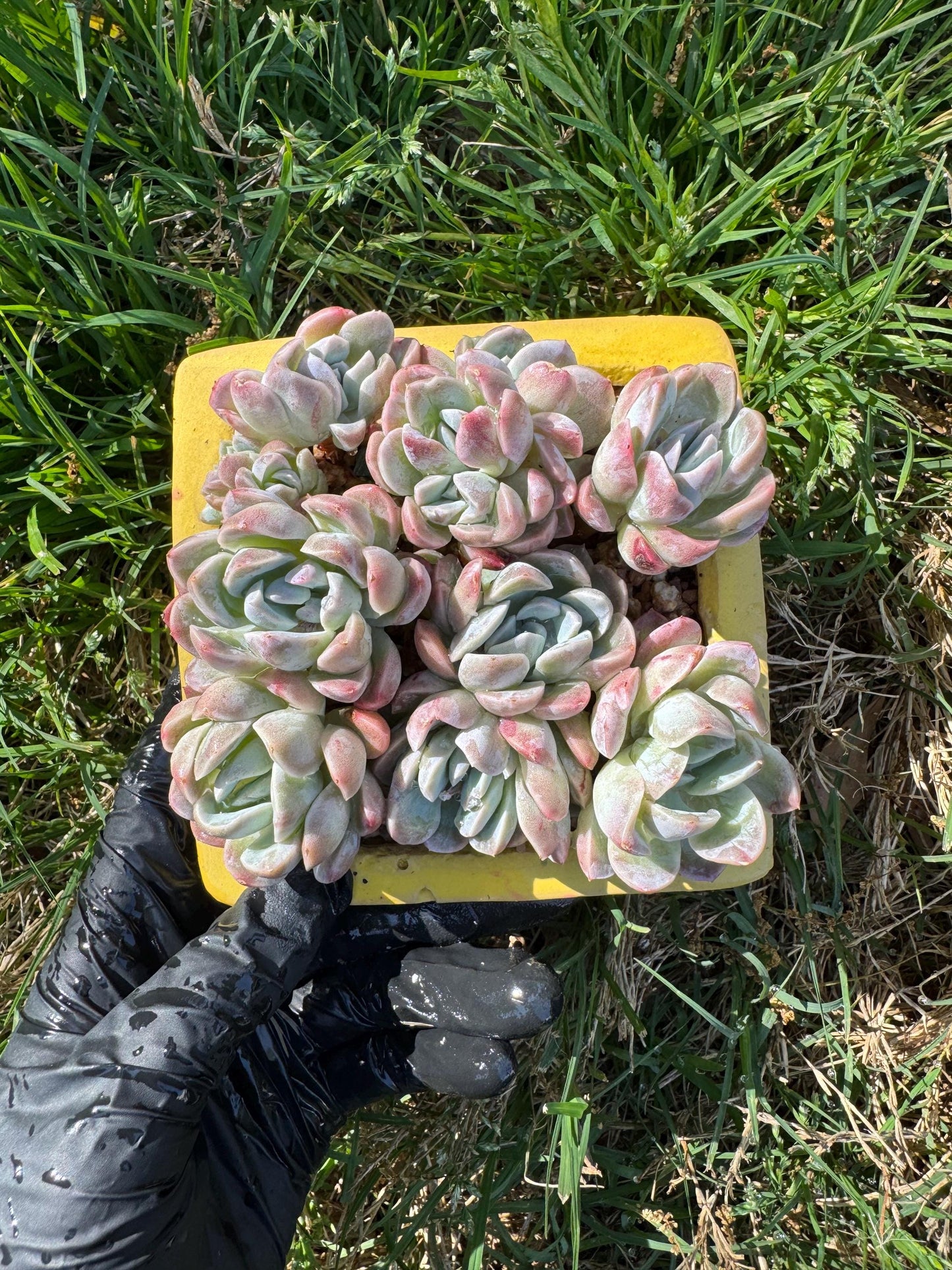 New succulents, Echeveria  'Elegans hybrid' cluster, 3.9inches