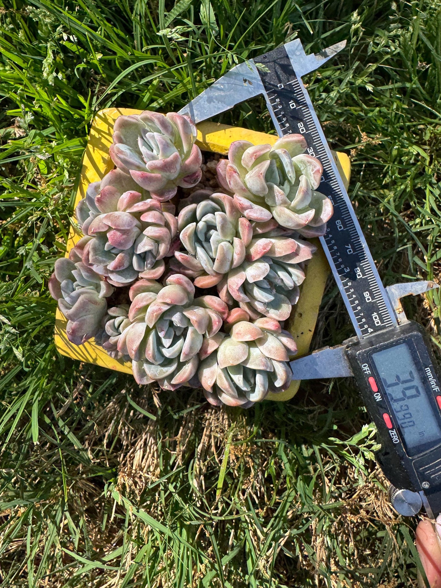 New succulents, Echeveria  'Elegans hybrid' cluster, 3.9inches