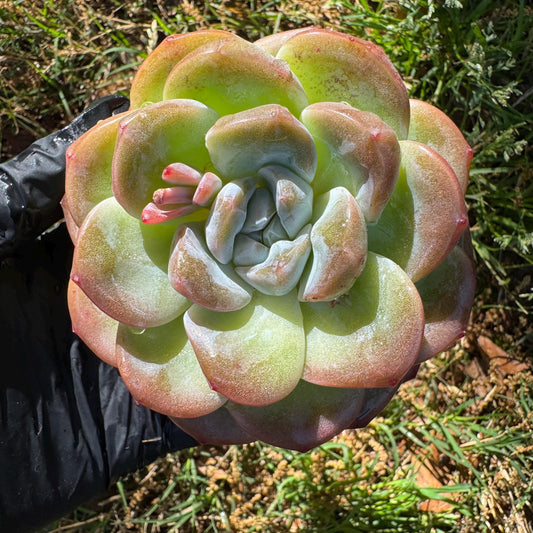 Rare succulents plants, Echeveria  Korean  cream ' Ice Green', 3.2inches