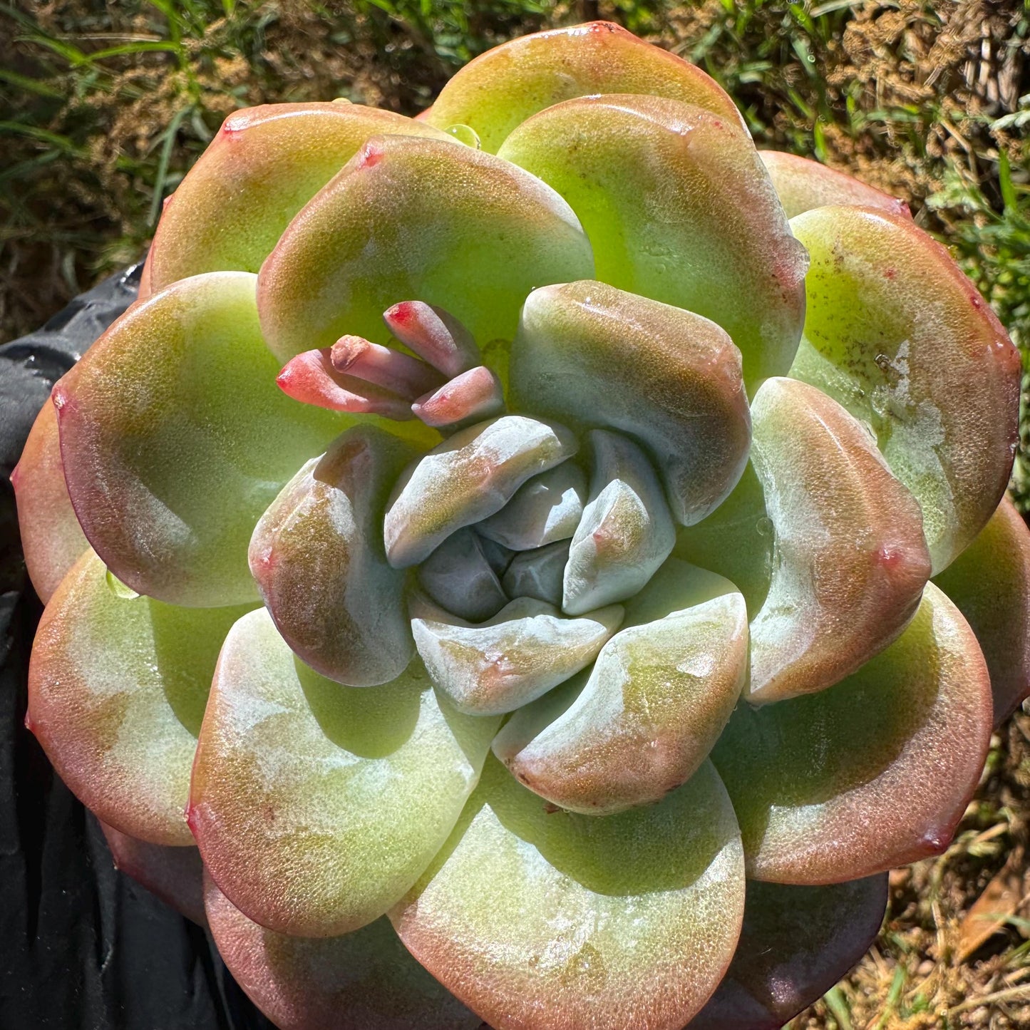 Rare succulents plants, Echeveria  Korean  cream ' Ice Green', 3.2inches