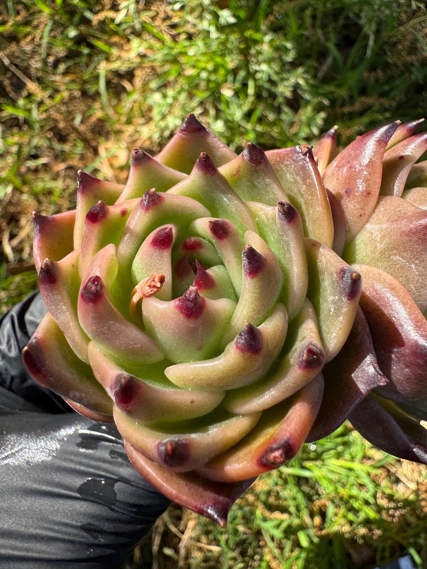 Echeveria  'Blue Dragon',  2heads,3.2inches