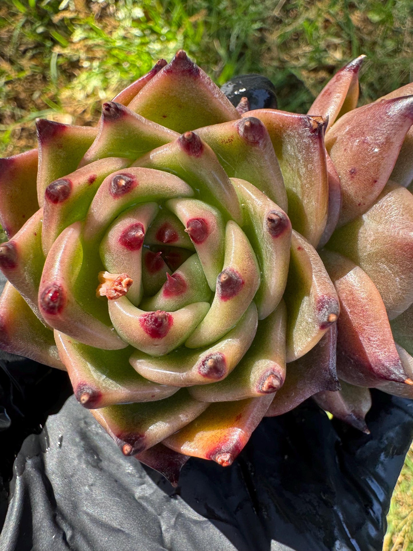 Echeveria  'Blue Dragon',  2heads,3.2inches