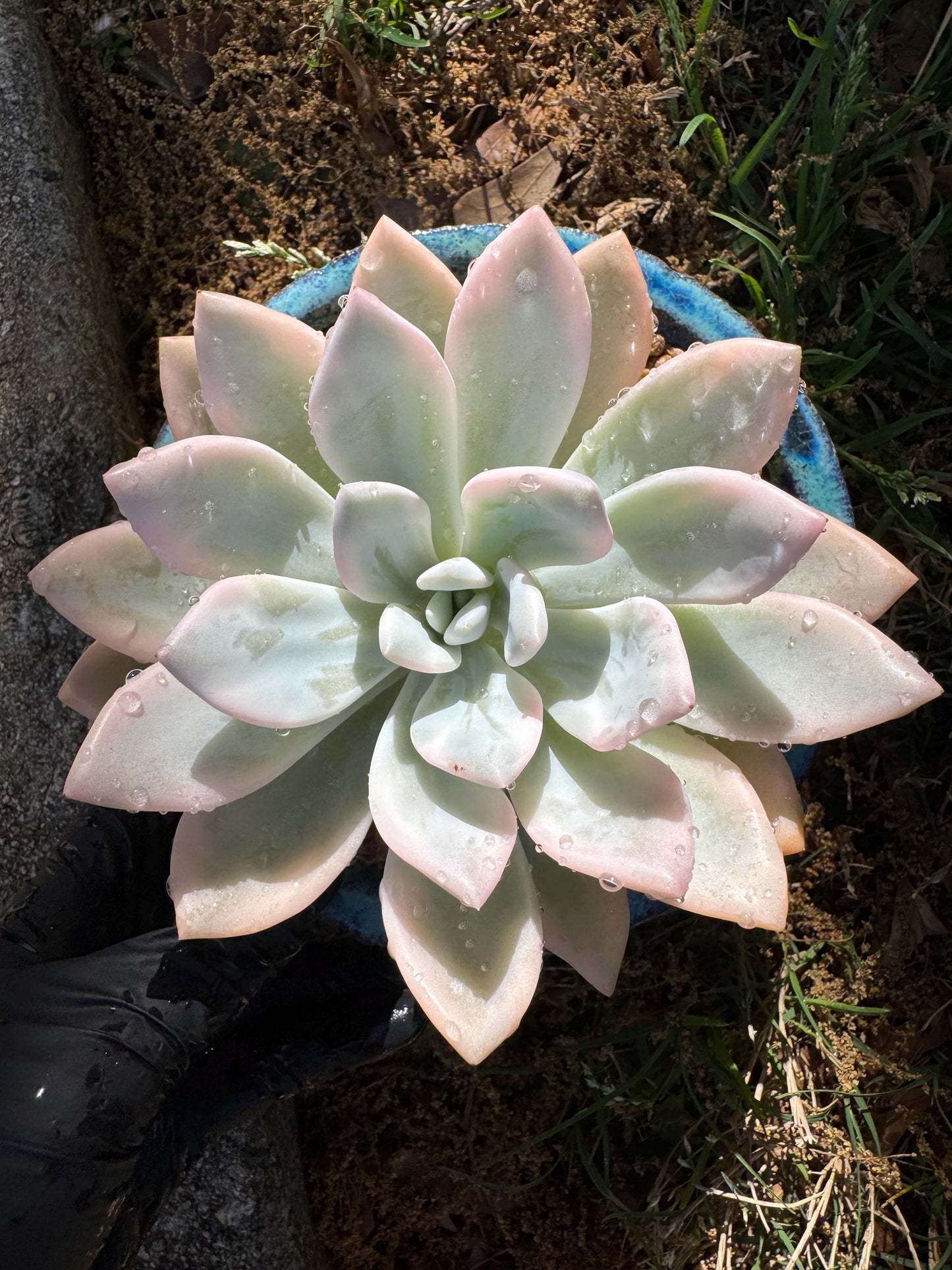 Graptoveria 'Opalina variegated’ variegated, 4.5inches