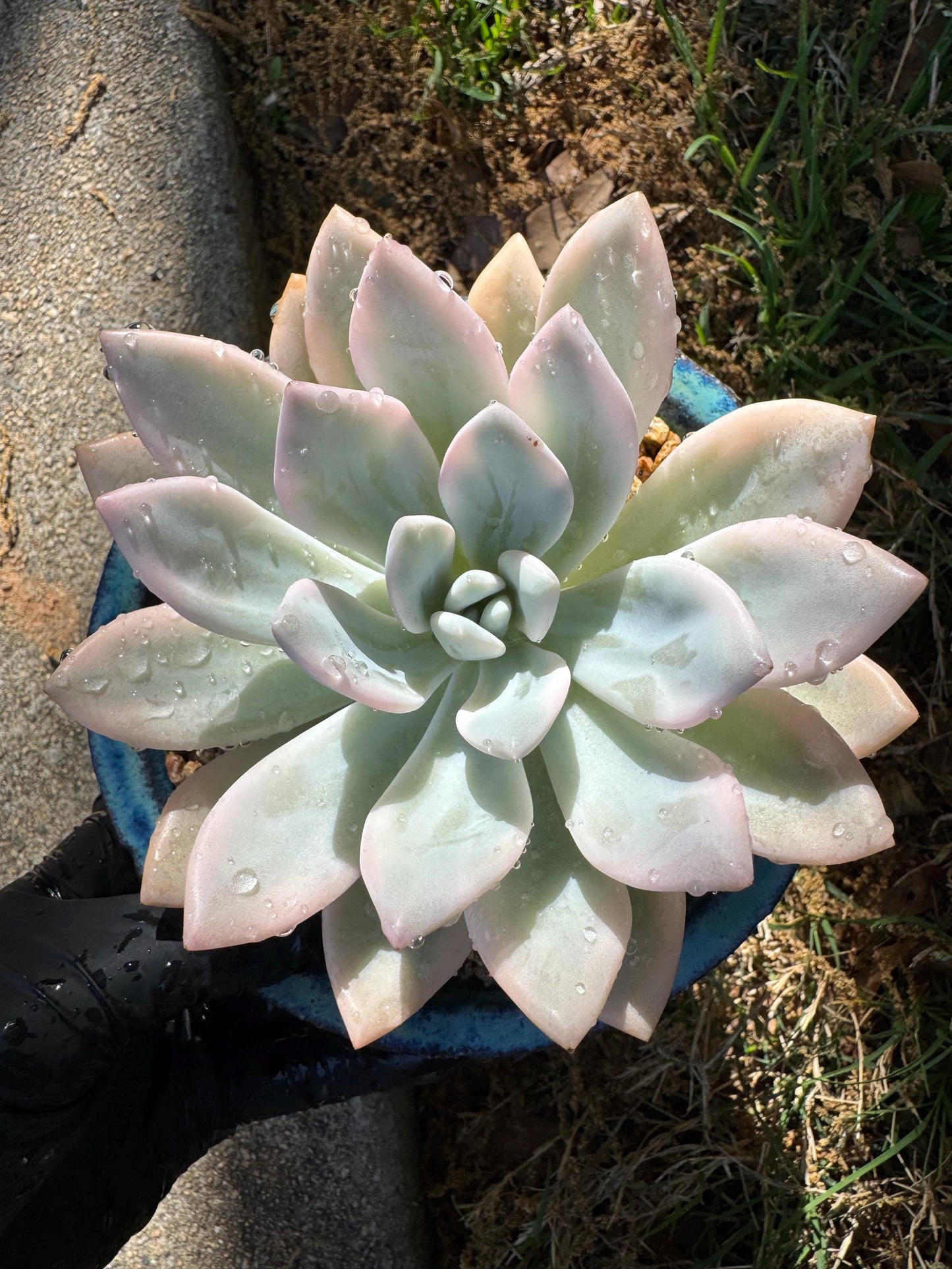 Graptoveria 'Opalina variegated’ variegated, 4.5inches