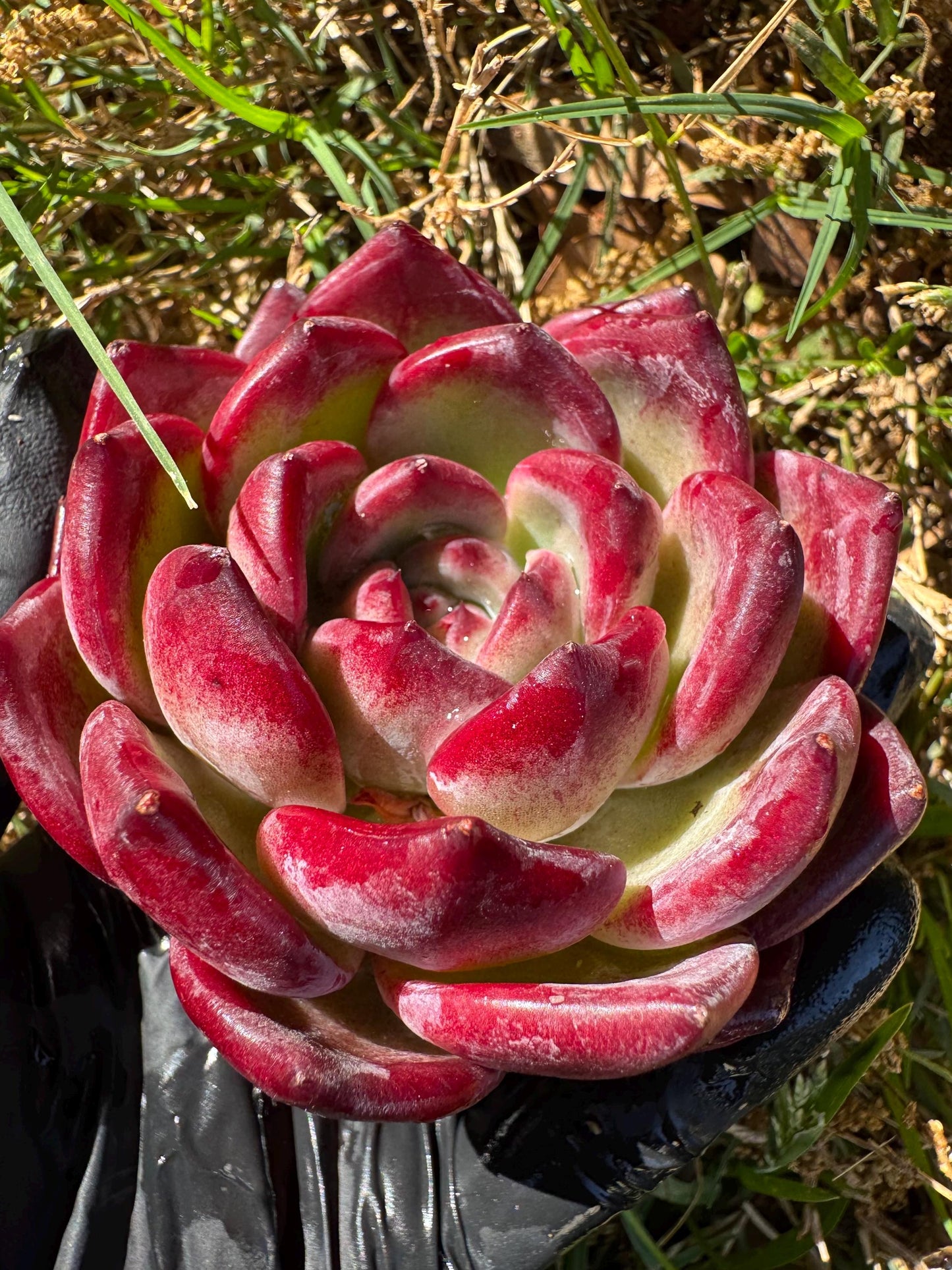 New rare succulents , Echeveri 'love bird’ ,  2.7inches