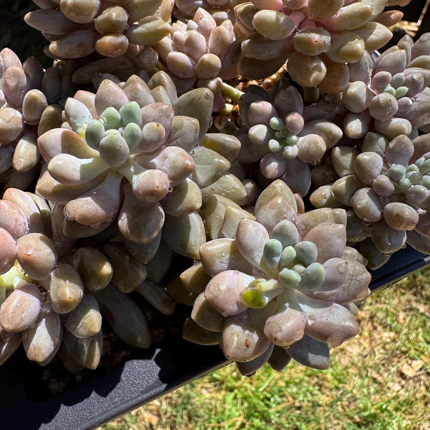New succulents ,  Pachyveria 'stardew' cluster, 4.7inches