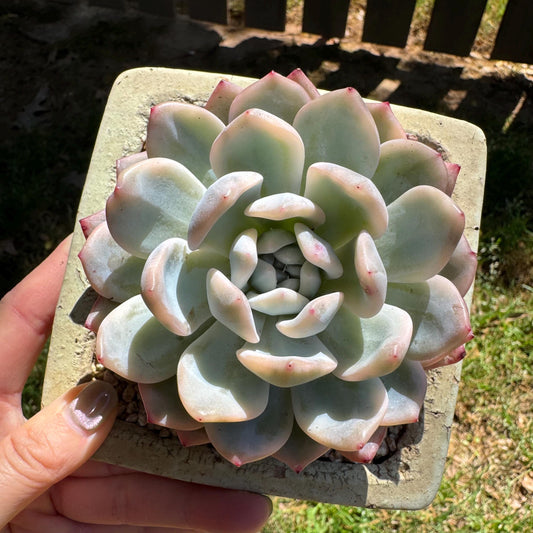 Rare succulents, Echeveria  ‘Monroe ’ Variegated, 3.2inches
