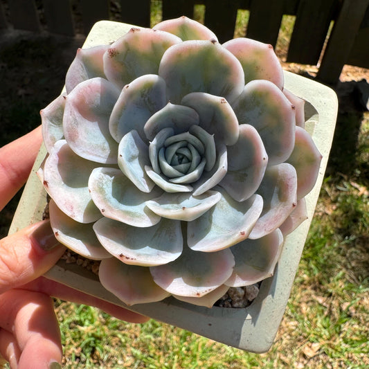 Rare succulents, Echeveria 'Blue Surprise variegated', 3inches