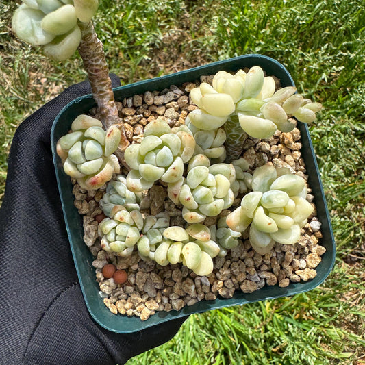 Sedum 'Clavatum Variegated' Cluster ,3Inches,