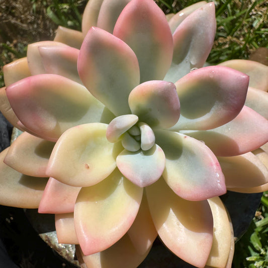 Graptoveria 'Opalina variegated’ single head, 3.4inches