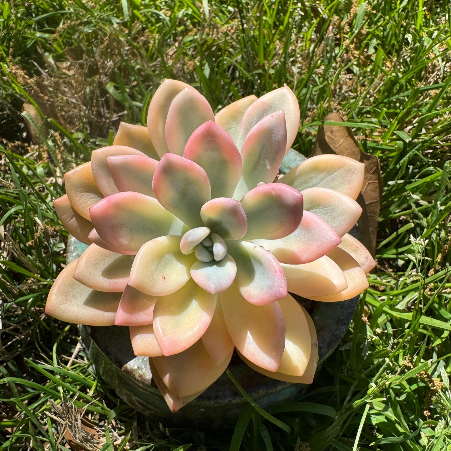 Graptoveria 'Opalina variegated’ single head, 3.4inches