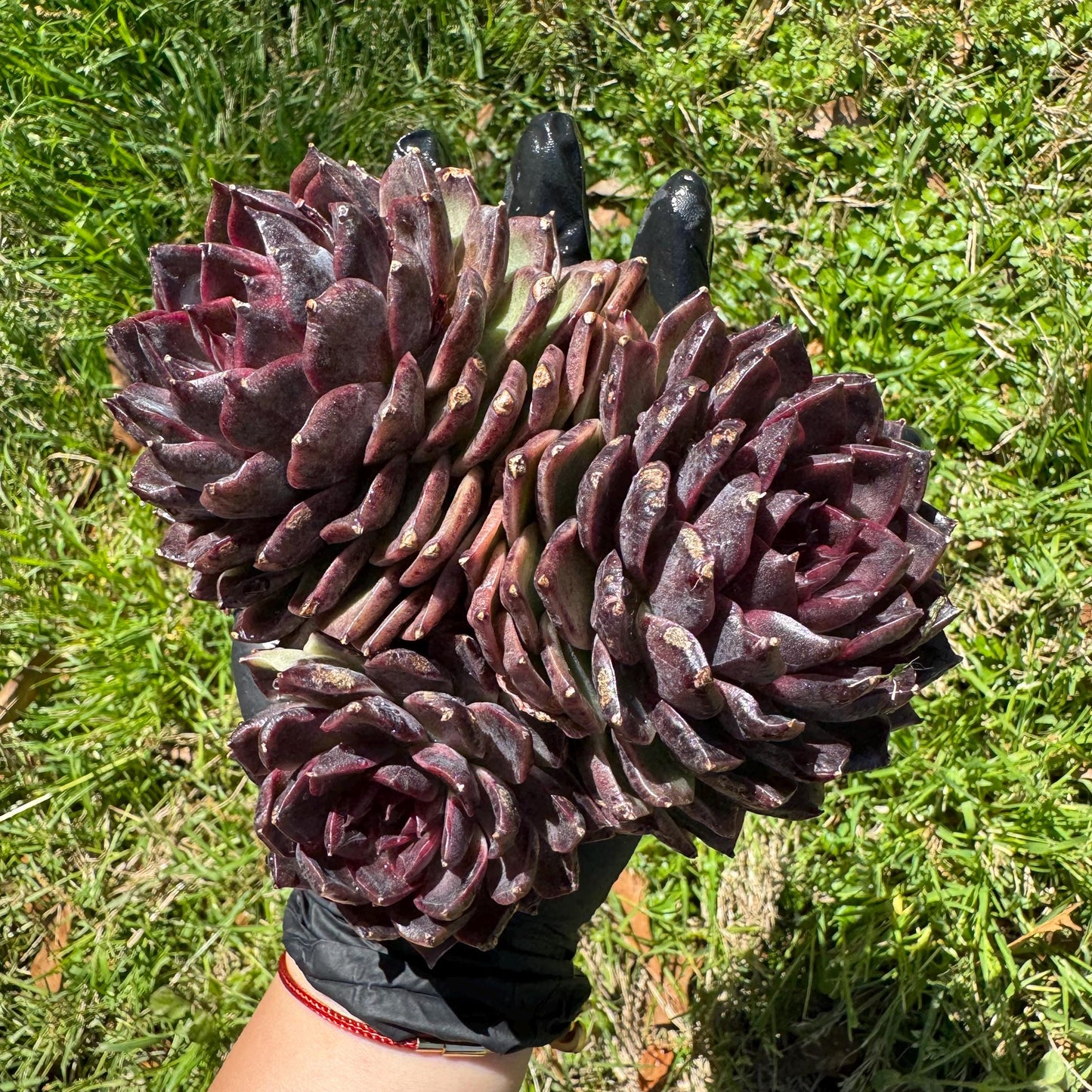 Echeveria'black crystal hybrid', 3heads, 4.9inches