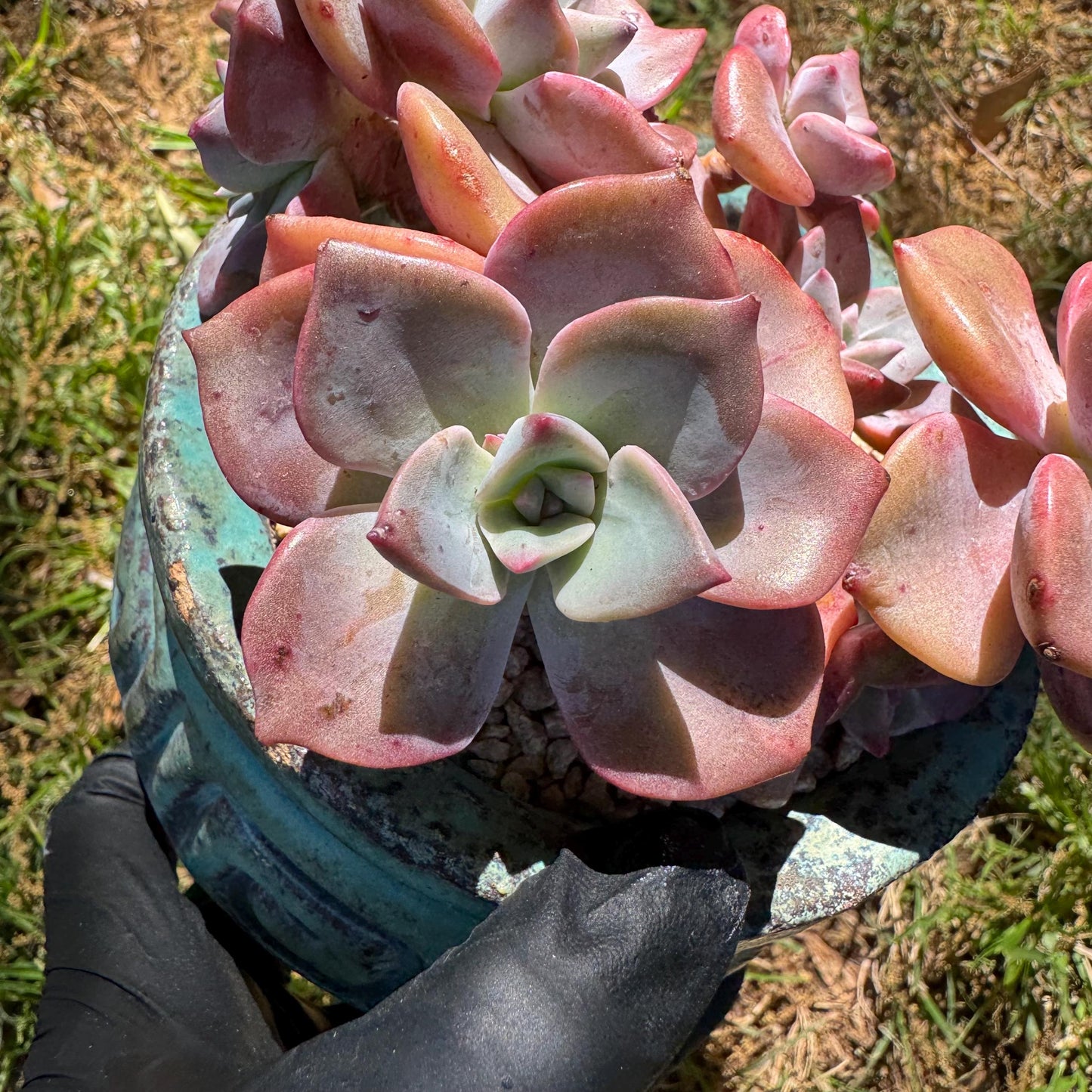 Succulents plants, Graptoveria 'Mrs. Richards' cluster, 3inche