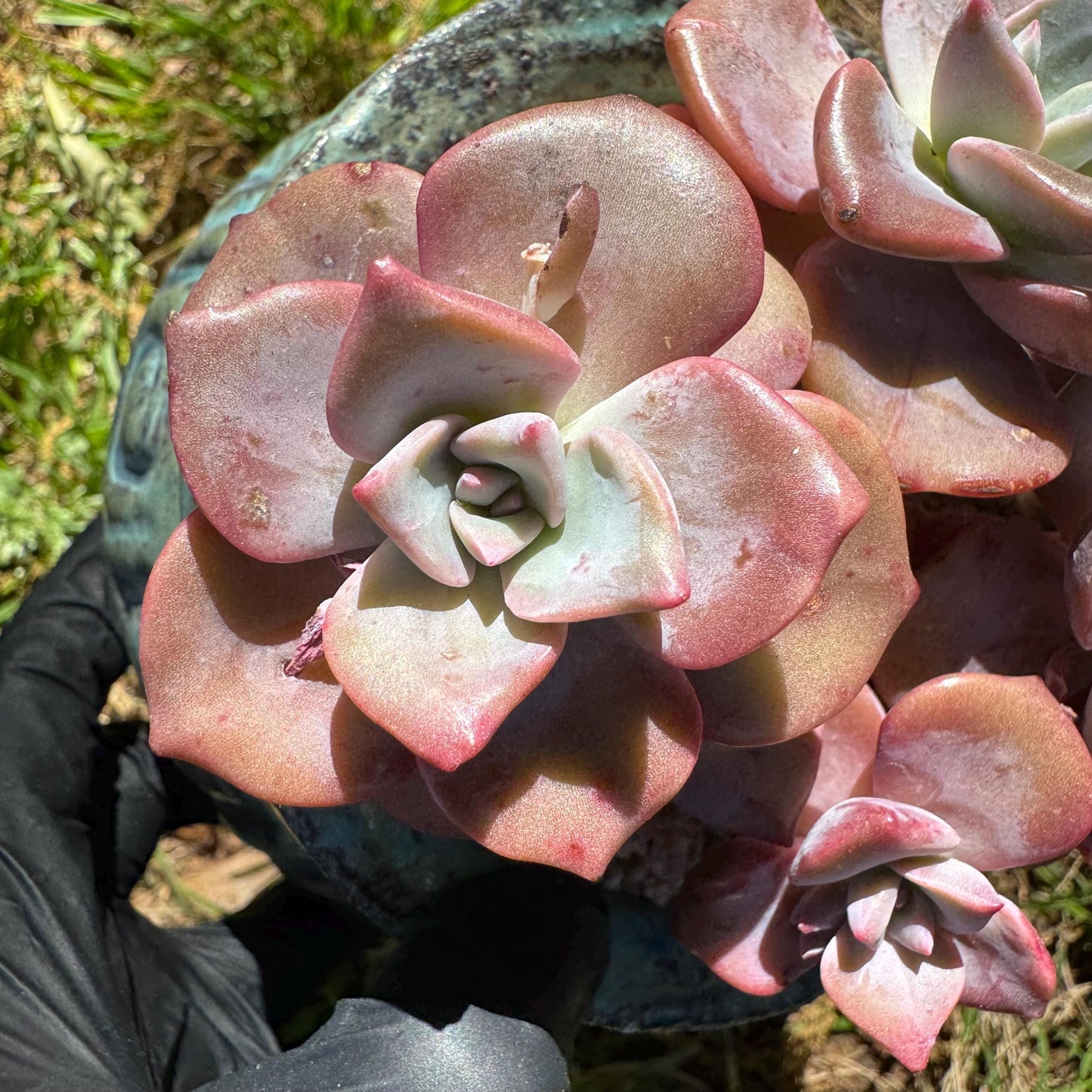 Succulents plants, Graptoveria 'Mrs. Richards' cluster, 3inche