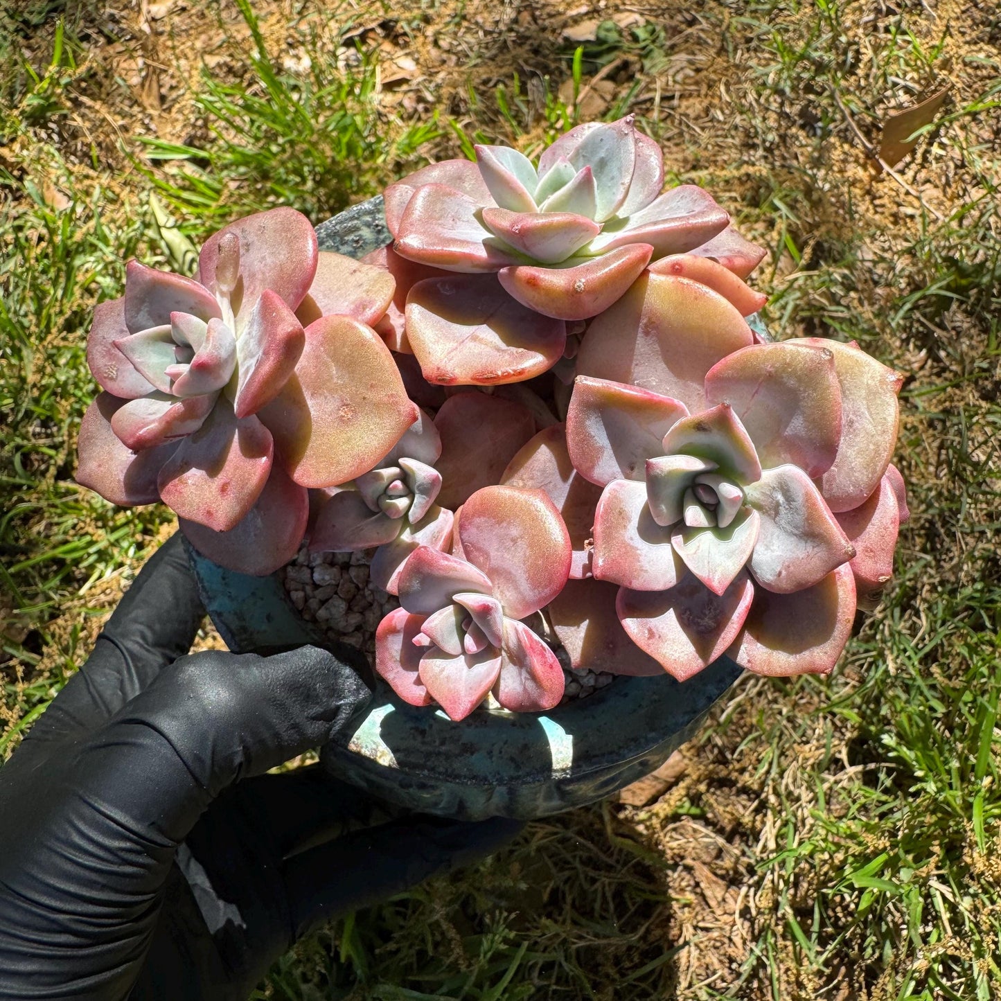 Succulents plants, Graptoveria 'Mrs. Richards' cluster, 3inche