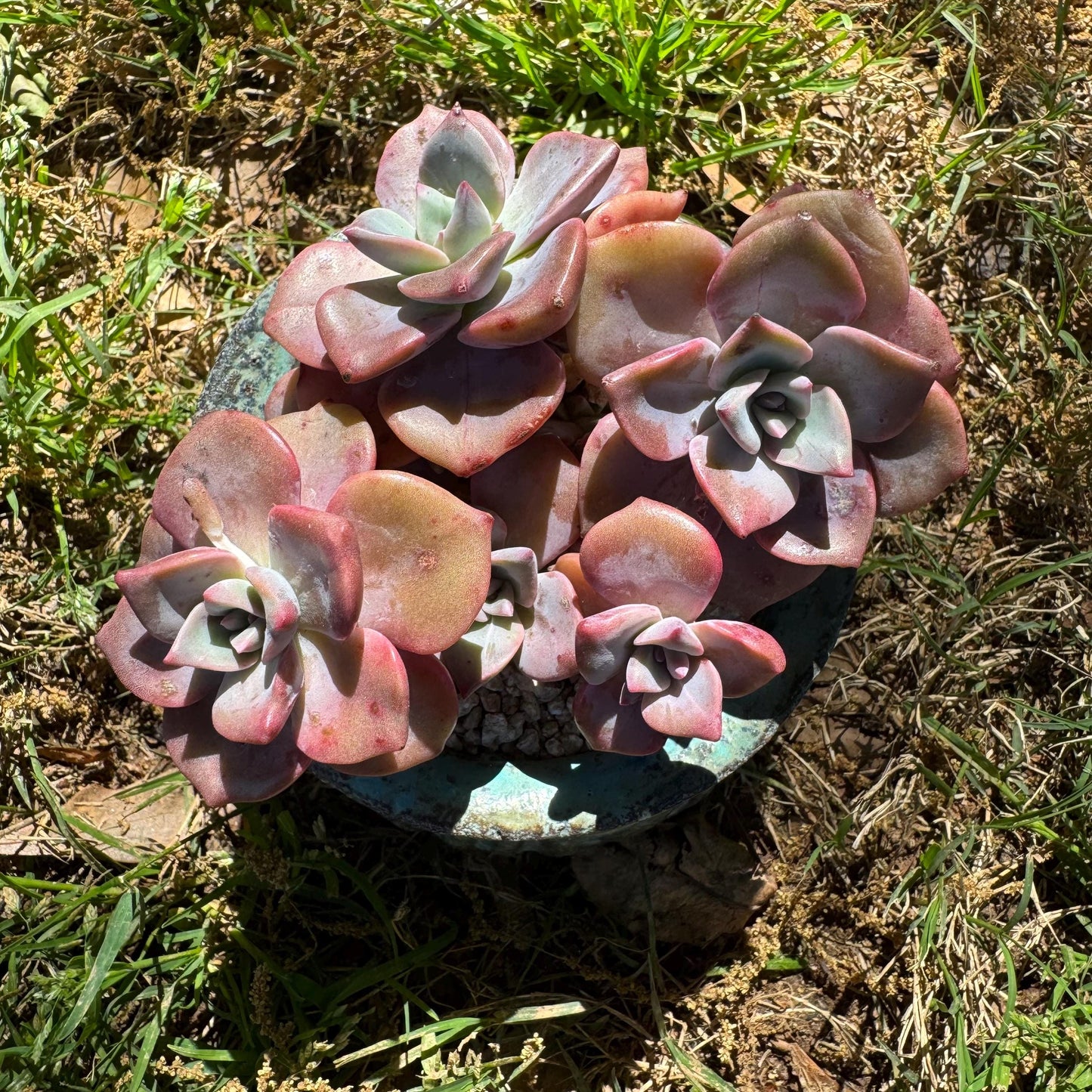 Succulents plants, Graptoveria 'Mrs. Richards' cluster, 3inche