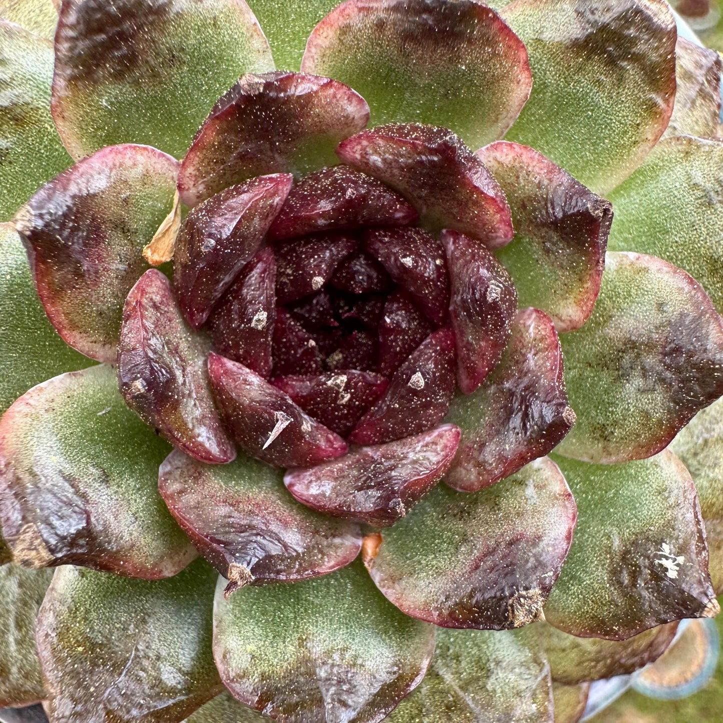 Rare succulents plants, Echeveria  'black crystal rose ', 2.9inches