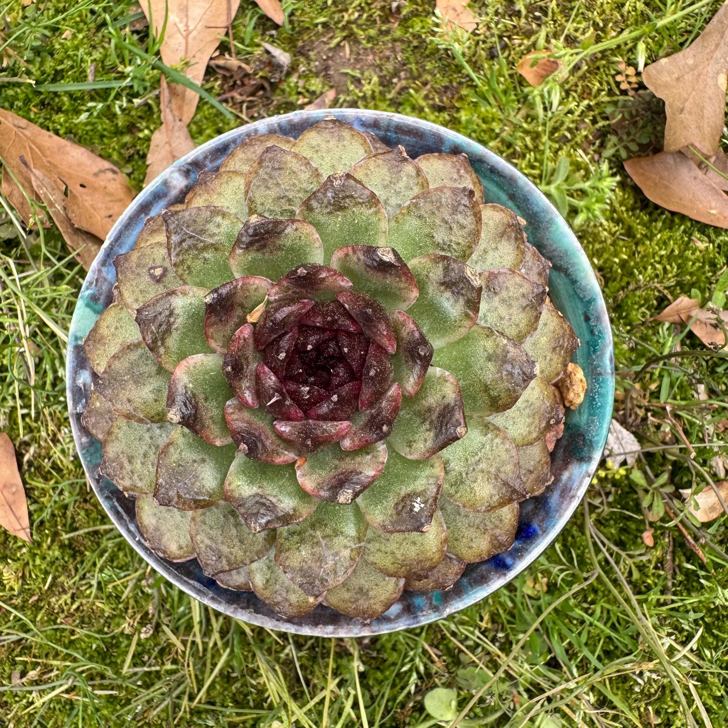 Rare succulents plants, Echeveria  'black crystal rose ', 2.9inches