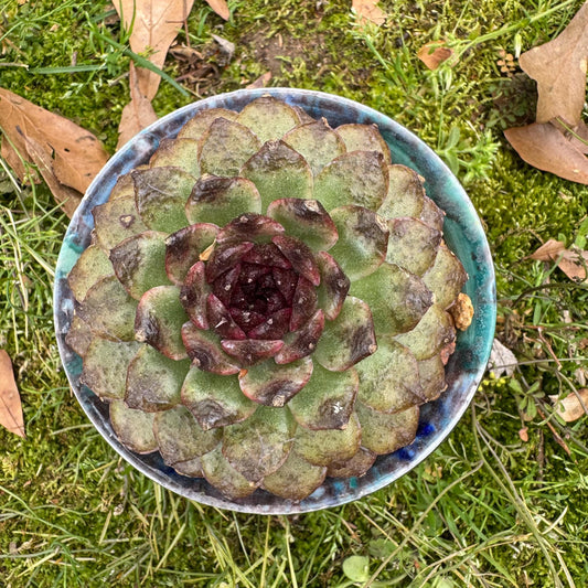 Rare succulents plants, Echeveria  'black crystal rose ', 2.9inches
