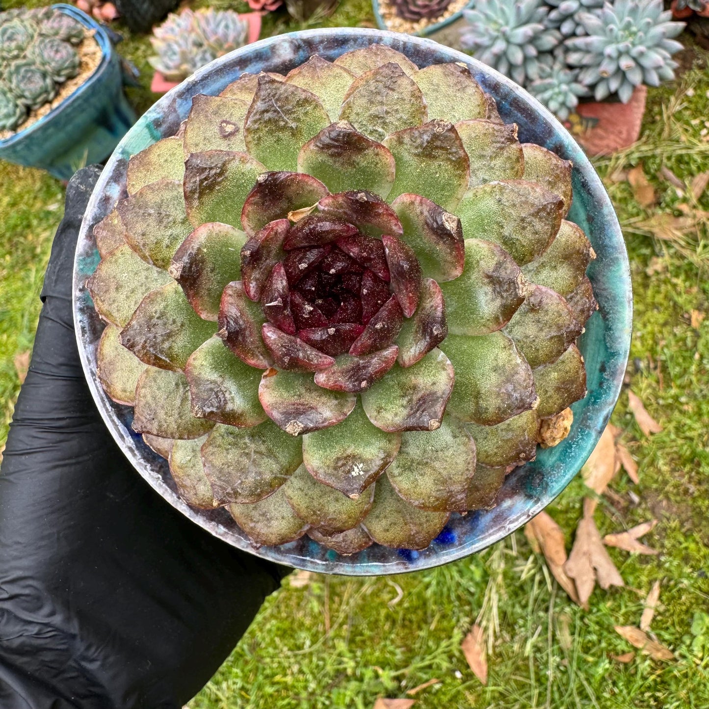 Rare succulents plants, Echeveria  'black crystal rose ', 2.9inches