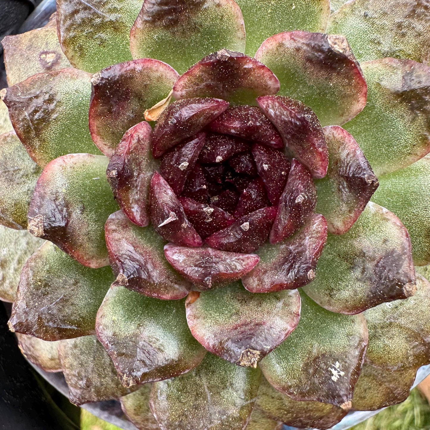 Rare succulents plants, Echeveria  'black crystal rose ', 2.9inches