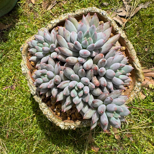 Rare succulents plants, Pachyveria' Angel's Finger' cluster, 4.0inches, 6heads